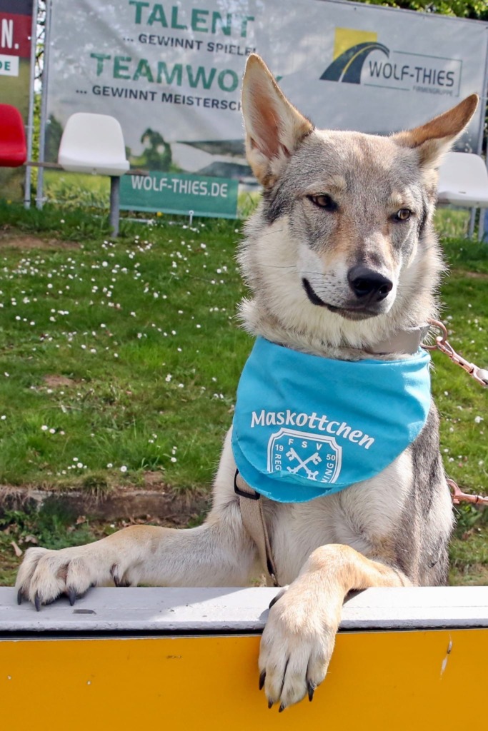 Kaya, die Hündin von Nico Beigang.